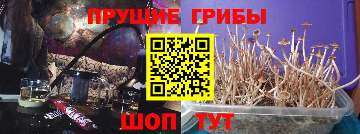 Галлюциногенные грибы Psilocybine cubensis  Вход с VPN  Псилоцибиновые грибы GOLDEN TEACHER  Иваново 